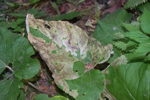 Pegomya laticornis